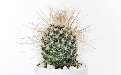 Pourquoi se cacher derrière tes excuses empêche d’accéder à tes objectifs ?