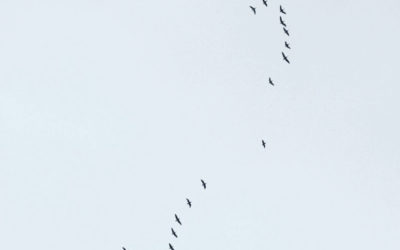 L’art de se remettre en question